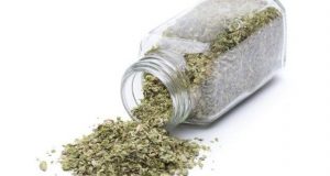 oregano