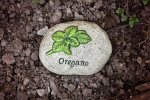 oregano