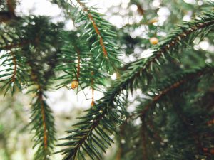 elegir-el-arbol-de-navidad-naturalok